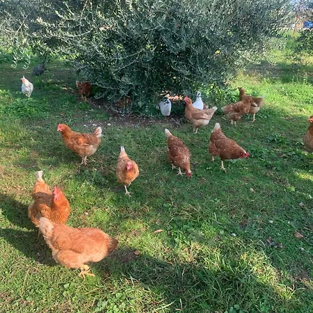 Corte Bonetti - Il Platano Alloggio per agriturismo